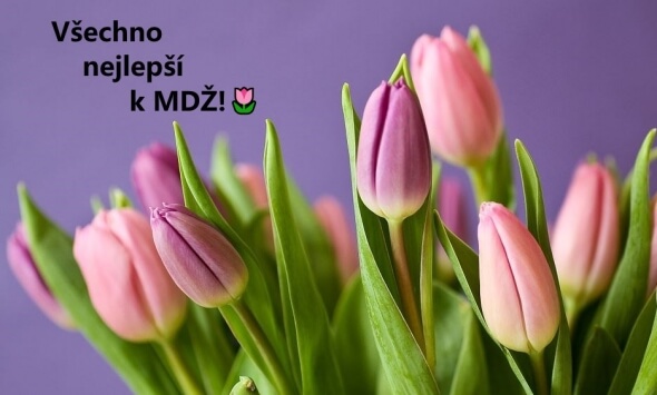 Přání k MDŽ - tulipány