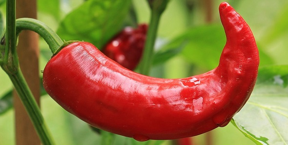 Chilli paprička