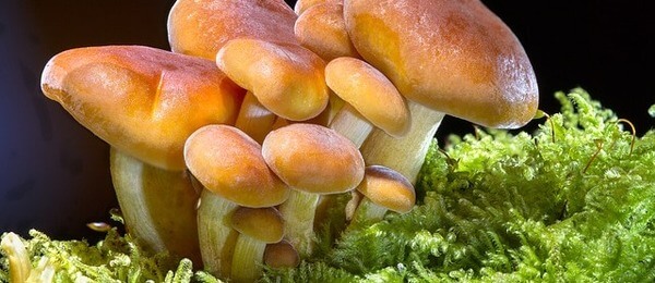 Hledat houby doporučujeme spolu s aplikací Na houby, která vám pomůže s určováním