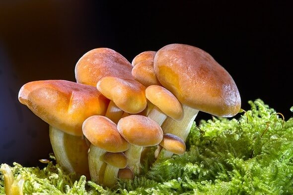 Hledat houby doporučujeme spolu s aplikací Na houby, která vám pomůže s určováním