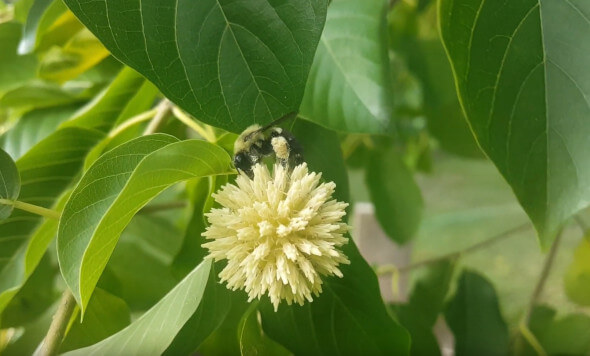 Okolo kratomu se šíří řada zavádějících infromací