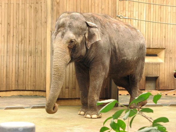 Prima seriál Zoo, slon