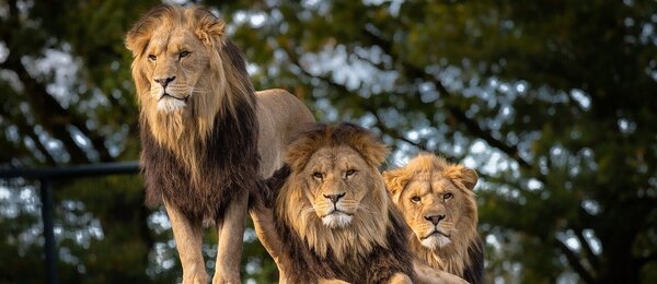  Safari Park Dvůr Králové