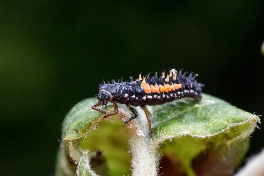 larva