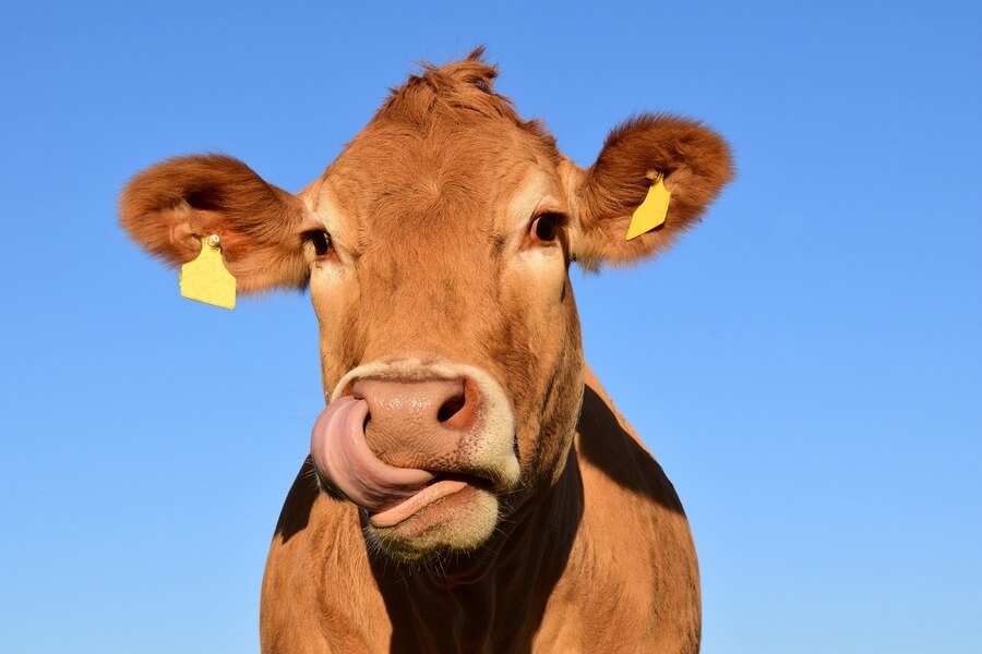 Krávy svým krkáním přispívají k produkci skleníkových plynů