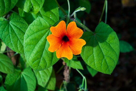 Černooká Zuzana (thunbergia)