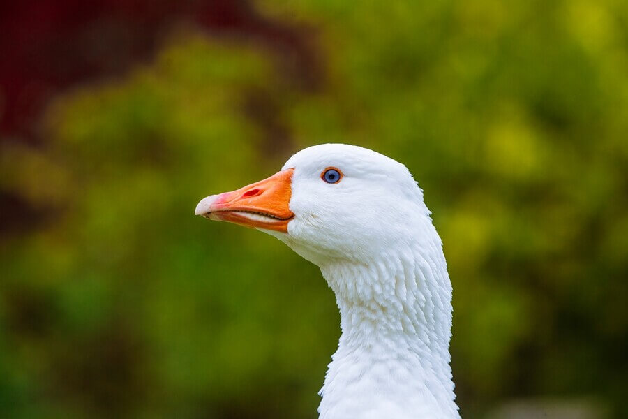 Husa si každý svůj krok důkladně promyslí.