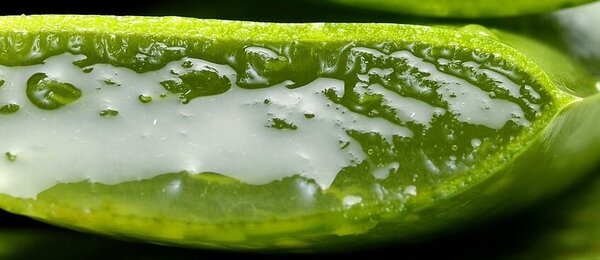 Aloe vera gel – přírodní lék nejen na letní dobrodružství