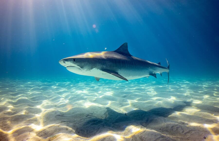Jak přežít útok žraloka: Žralok útok Egypt, žralok v Chorvatsku, v Řecku, žralok zabil člověka