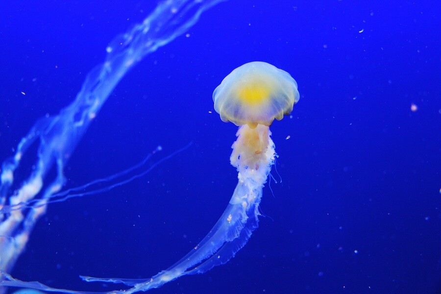 Medúza v moři