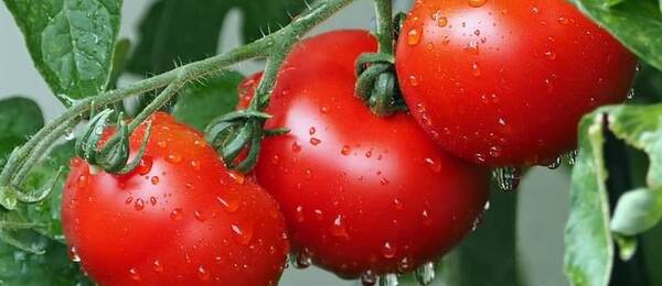 Jak snadno a rychle oloupat rajčata – postup krok za krokem 