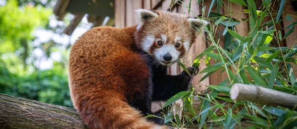 Červená panda Bernie v polské zoo Vratislav